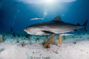 Probably my favourite Tiger Shark shot from an amazing fi... by Stew Smith 